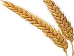 Wheat, Bread, Agriculture, Cereal, Fields PNG