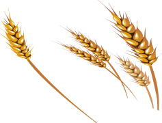 Wheat, Flour, Grain, Harvest, Cereal PNG