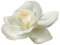 White Rose PNG