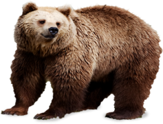 Wild Bear, Nature, Wildlife, Animal, Forest PNG
