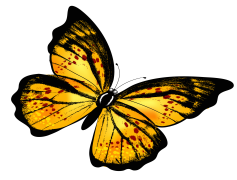Yellow Butterfly PNG